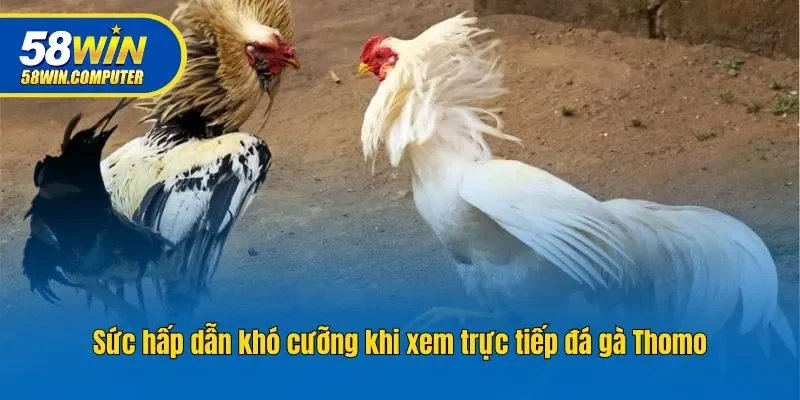 Sức hấp dẫn khó cưỡng khi xem trực tiếp đá gà Thomo