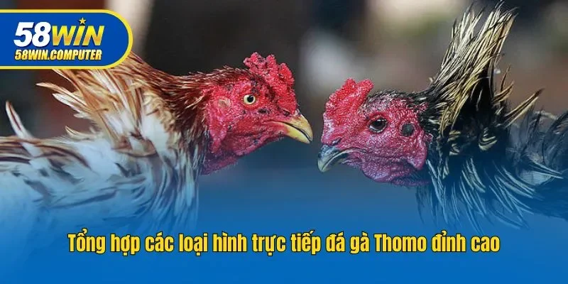 Tổng hợp các loại hình trực tiếp đá gà Thomo đỉnh cao