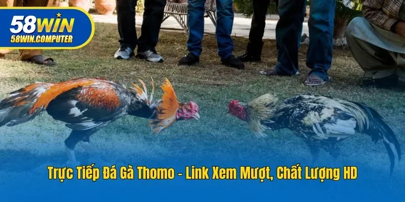 Trực Tiếp Đá Gà Thomo - Link Xem Mượt, Chất Lượng HD